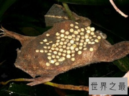 【图】琵琶蟾蜍是蛙类的一种 长相很奇异