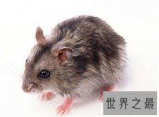 【图】想买三线仓鼠就来这先了解一下 别乱买伤害了小