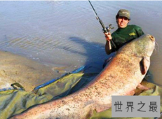【图】巨型淡水鱼普通鱼类过度生长产生的河流之王