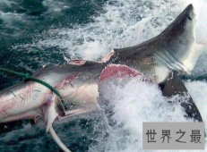 【图】虎鲸vs大白鲨海洋猛兽究竟谁会胜利