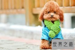 【图】泰迪是一种非常可爱的狗狗 泰迪犬怎么养对它才