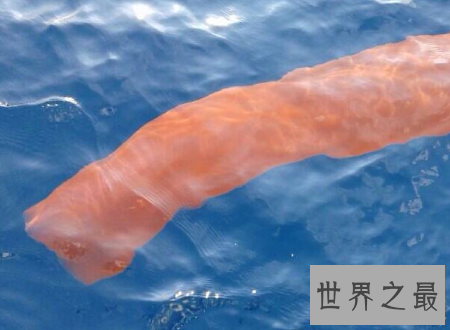 【图】火体虫犹如可恶的恶作剧普通的奥秘生物