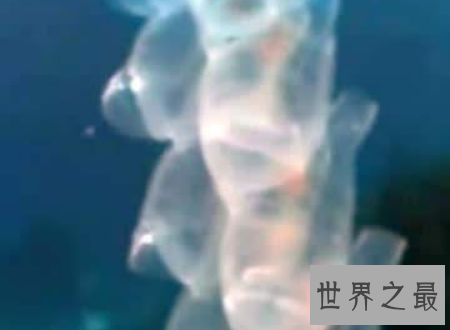 【图】火体虫犹如可恶的恶作剧普通的奥秘生物