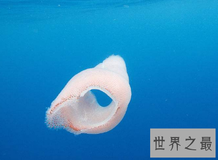 【图】火体虫犹如可恶的恶作剧普通的奥秘生物