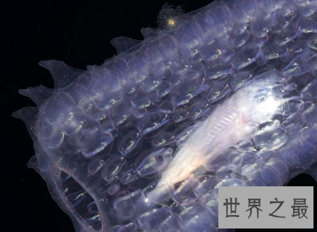 【图】火体虫犹如可恶的恶作剧普通的奥秘生物