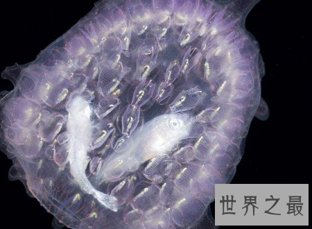 【图】火体虫犹如可恶的恶作剧普通的奥秘生物