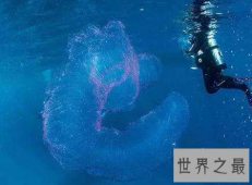 【图】火体虫犹如可爱的恶作剧一般的神秘生物