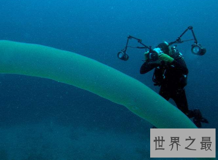 【图】火体虫犹如可恶的恶作剧普通的奥秘生物