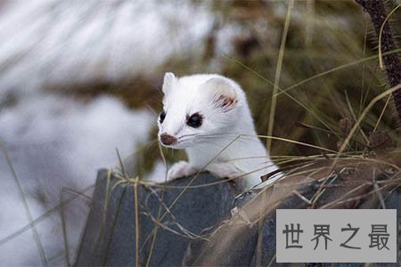 【图】不怕天不怕地的黄鼠狼怕什么 真的什么都拿他没