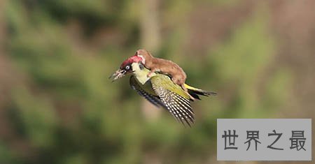 【图】不怕天不怕地的黄鼠狼怕什么 真的什么都拿他没