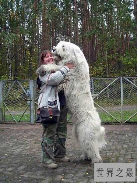 【图】大型犬有哪些 他们原来可能长得这么大