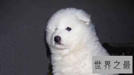 【图】大型犬有哪些 他们原来可能长得这么大