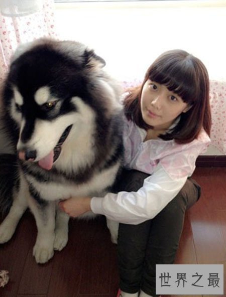 【图】大型犬有哪些 他们原来可能长得这么大