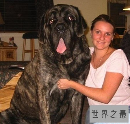 【图】大型犬有哪些 他们原来可能长得这么大