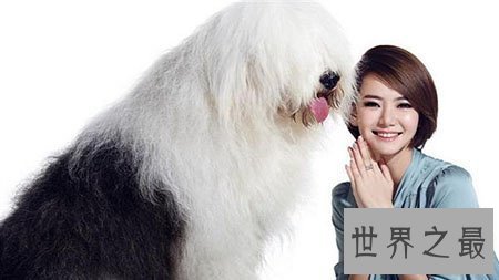 【图】大型犬有哪些 他们原来可能长得这么大