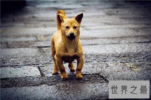 【图】土狗是中华田园犬吗 土狗的历史由来是怎么