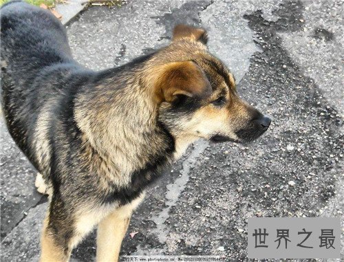 【图】土狗是中华田园犬吗 土狗的历史由来是怎么