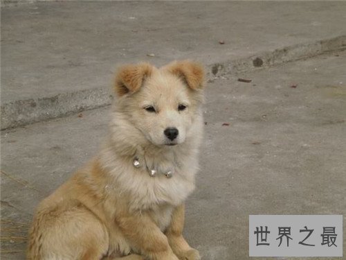 【图】土狗是中华田园犬吗 土狗的历史由来是怎么