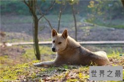 【图】土狗是中华田园犬吗 土狗的历史由来是怎样