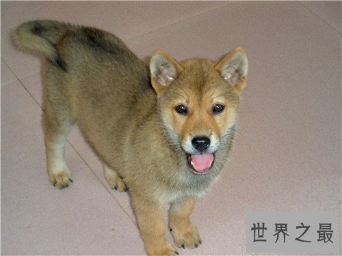 【图】土狗是中华田园犬吗 土狗的历史由来是怎么