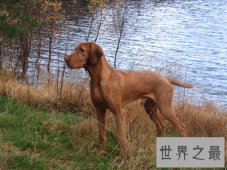 【图】最大的狗是什么狗 你们知道它现在还活着吗