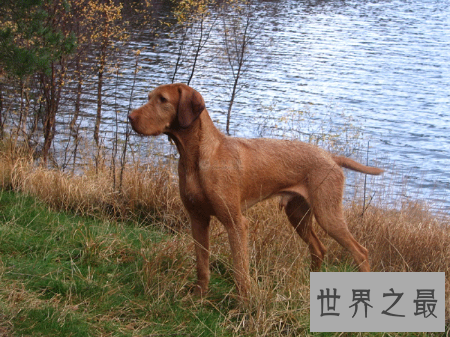 【图】最大的狗是什么狗 你们知道它如今还活着吗