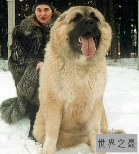 【图】最大的狗是什么狗 你们知道它如今还活着吗