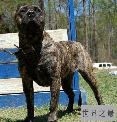 【图】最大的狗是什么狗 你们知道它如今还活着吗