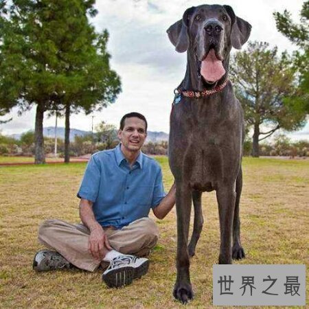 【图】最大的狗是什么狗 你们知道它如今还活着吗