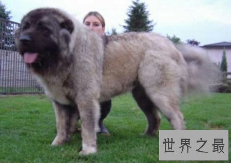【图】最大的狗是什么狗 你们知道它如今还活着吗