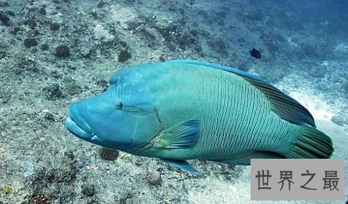 【图】怪鱼是人类所导致的基因变异吗还是自身就存在