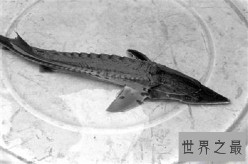 【图】怪鱼是人类所导致的基因变异吗还是自身就存在