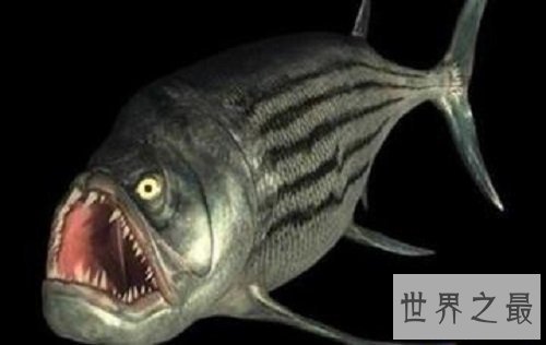 【图】怪鱼是人类所导致的基因变异吗还是自身就存在