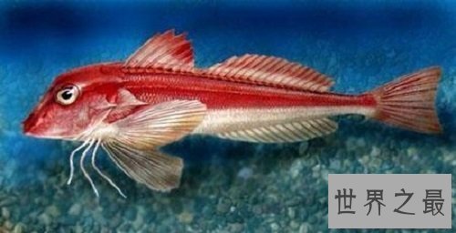 【图】怪鱼是人类所导致的基因变异吗还是自身就存在
