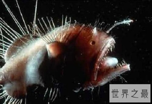 【图】怪鱼是人类所导致的基因变异吗还是自身就存在