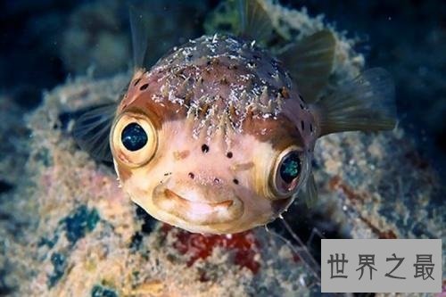 【图】怪鱼是人类所导致的基因变异吗还是自身就存在