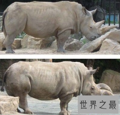 【图】世界上体型第二大的犀牛 最后一只北白犀牛死了