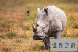 【图】世界上体型第二大的犀牛 最后一只北白犀牛死了