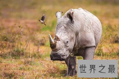 【图】世界上体型第二大的犀牛 最后一只北白犀牛死了