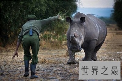 【图】世界上体型第二大的犀牛 最后一只北白犀牛死了
