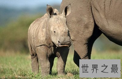 【图】世界上体型第二大的犀牛 最后一只北白犀牛死了