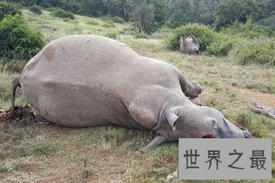 【图】世界上体型第二大的犀牛 最后一只北白犀牛死了