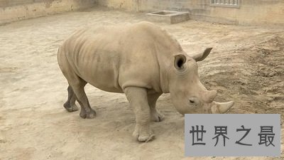 【图】世界上体型第二大的犀牛 最后一只北白犀牛死了