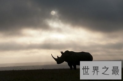 【图】世界上体型第二大的犀牛 最后一只北白犀牛死了