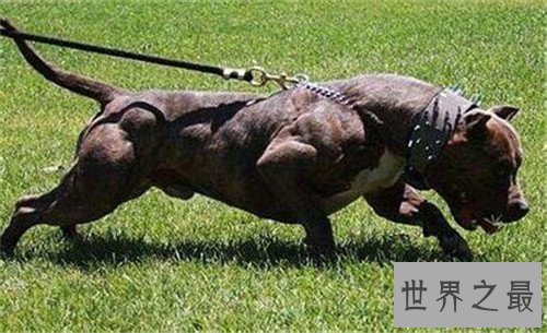 【图】比特犬多少钱一只 野生比特犬适合吗