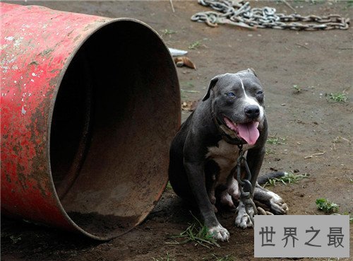 【图】比特犬多少钱一只 野生比特犬适合吗