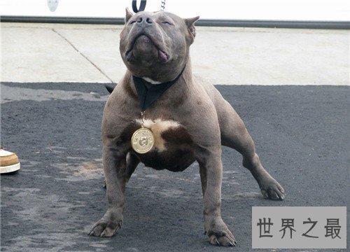 【图】比特犬多少钱一只 野生比特犬适合吗