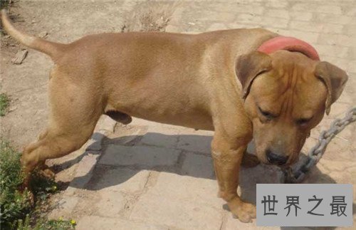 【图】比特犬多少钱一只 野生比特犬适合吗