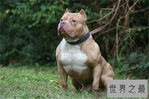【图】比特犬多少钱一只 野生比特犬适合吗