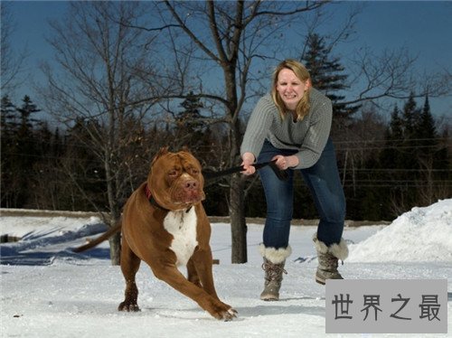 【图】比特犬多少钱一只 野生比特犬适合吗